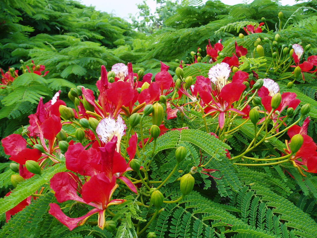 Poinciana Cottages Бернт Пайн Екстериор снимка